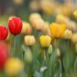 Albany Tulip Festival in Washington Park Albany Tulip Festival in Washington Park