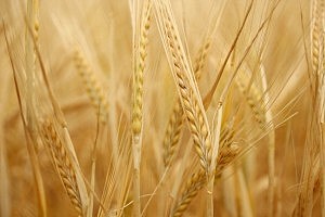 Wheat Wheat