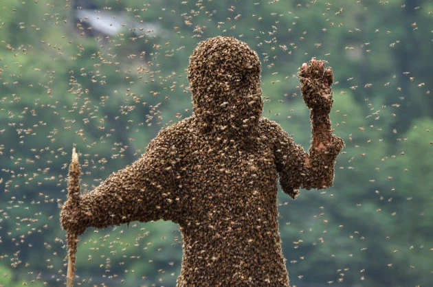 'Bee Bearding' Contest In Hunan bee bearding contest in hunana