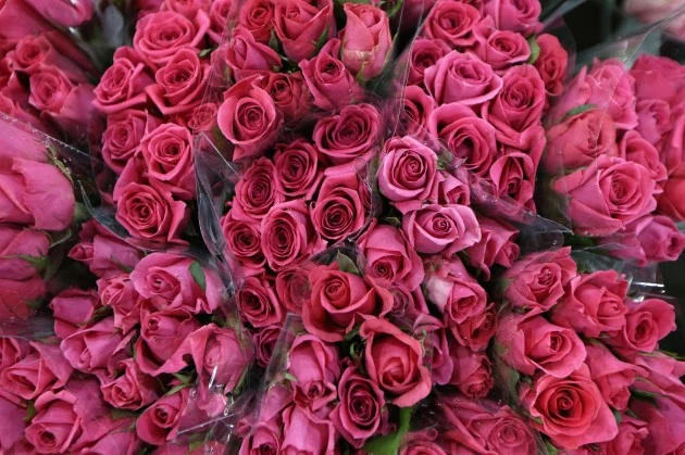 Roses For Valentine's Day Roses For Valentine's Day