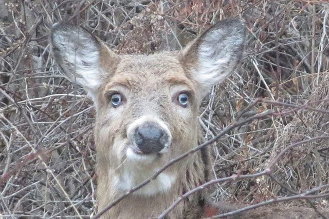 Not a Deer? Albany Woman Perplexed After Seeing Silly-Looking Animal