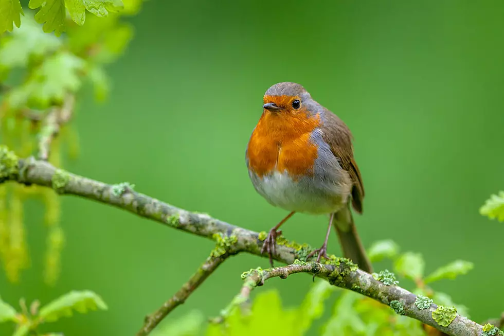 Spring Weather Outlook: A Mixed Bag For Upstate New York