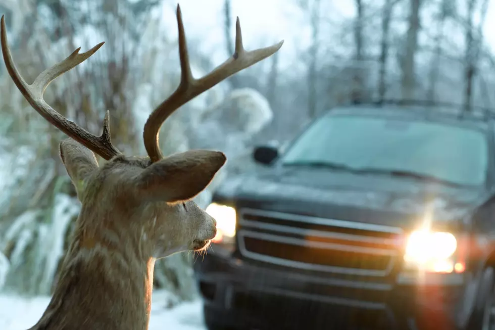 Is It Illegal To Flash Your Lights To Warn For Deer in New York?