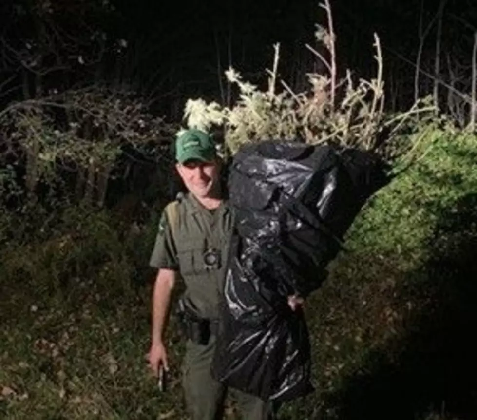 Arrested! 2 New York Men Caught Growing Weed on State Land