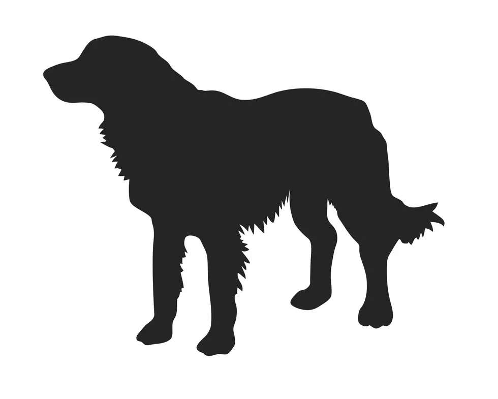 Arrests Made in Rensselaer County Dog Shooting