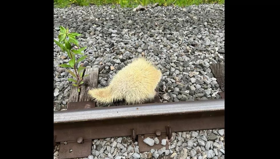 Rare Animal Sighting! This One Was Spotted Right Here in NY State!