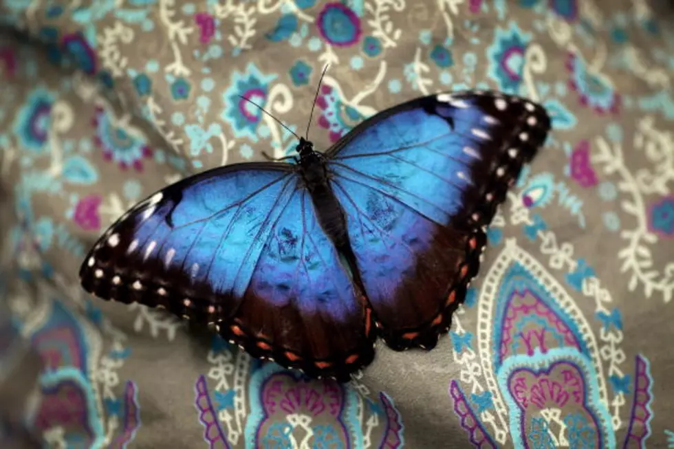 You Can Help Save Local Endangered Butterflies
