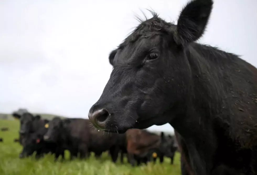 Memorial Wanted By PETA For Killed Livestock