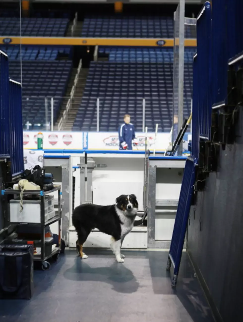 Pucks and Paws