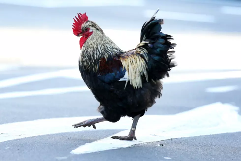 Theft of Evidence in Cock Fighting Ring Sparks Funny Attorney General Tweets