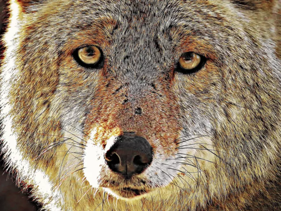Protect Your Pets From Coyotes in Upstate NY: Yes You can Hunt & Trap Them