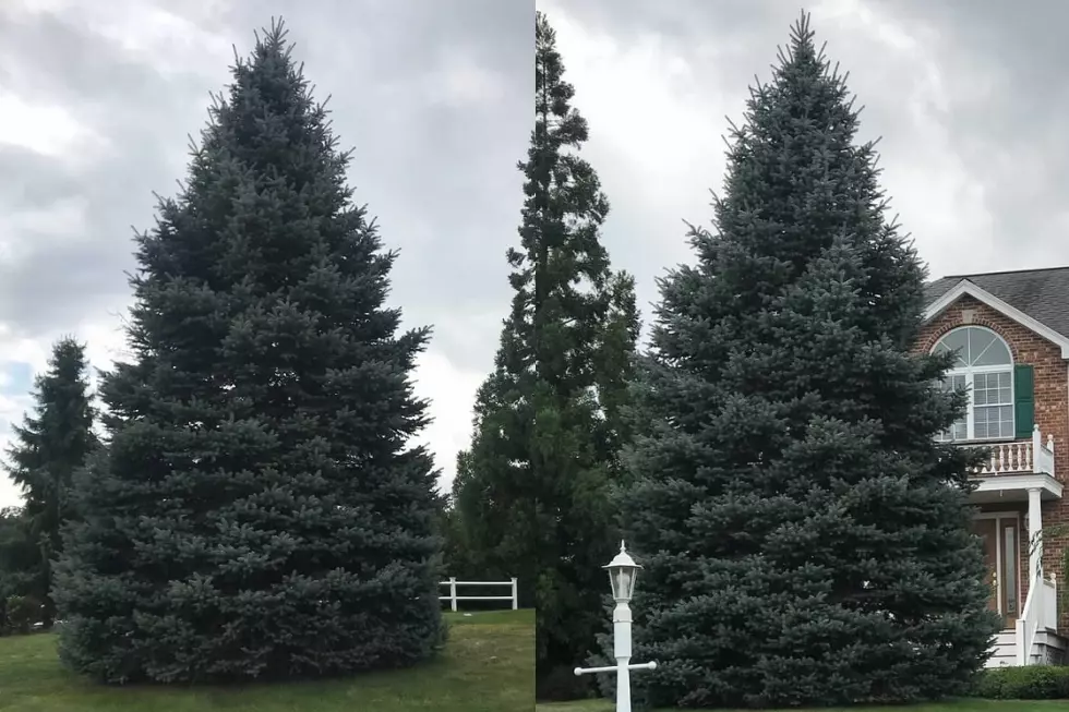 Massachusetts Family Giving Away Christmas Tree On Facebook