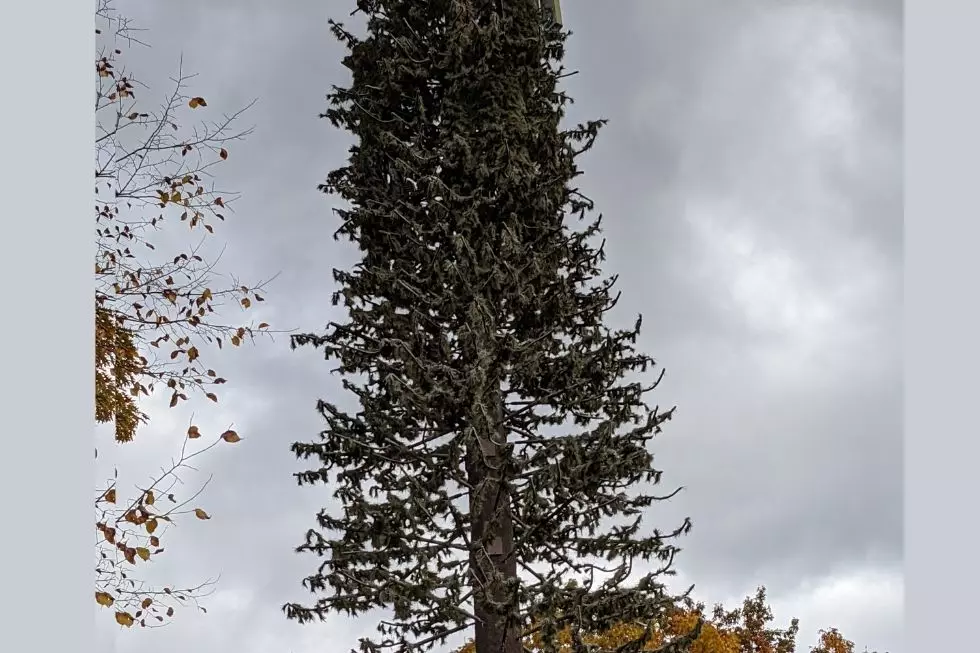 Why I Had to do a Double Take at This Tree in Halfmoon