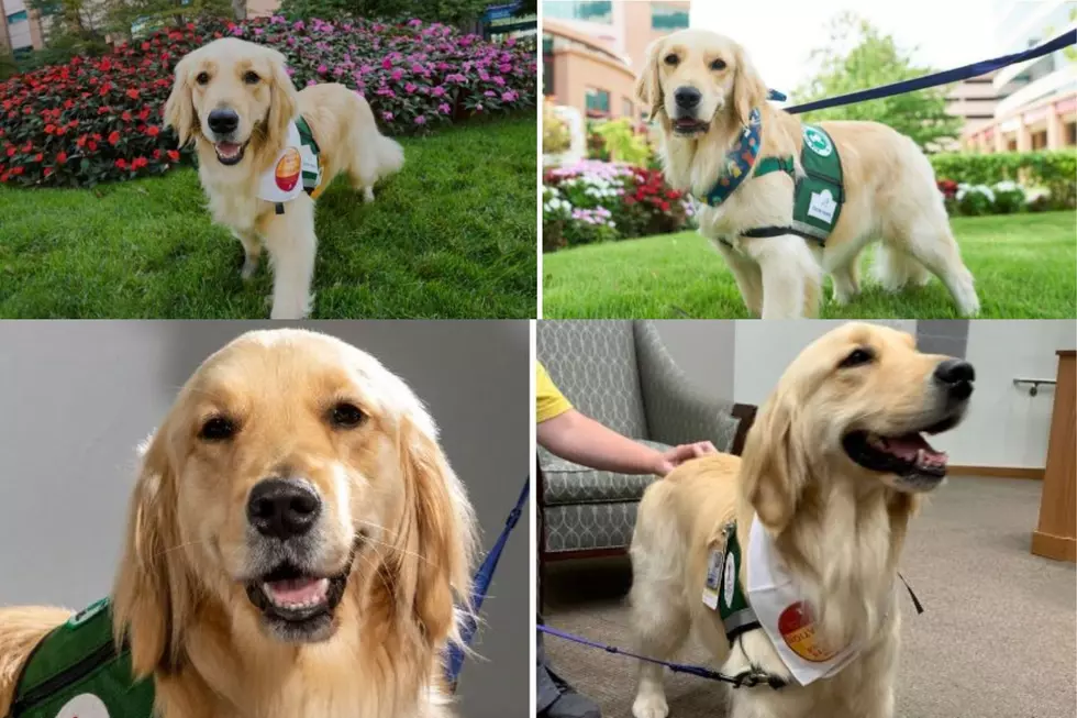 Meet The Furry Friends Giving Patients Love & Support At St. Jude