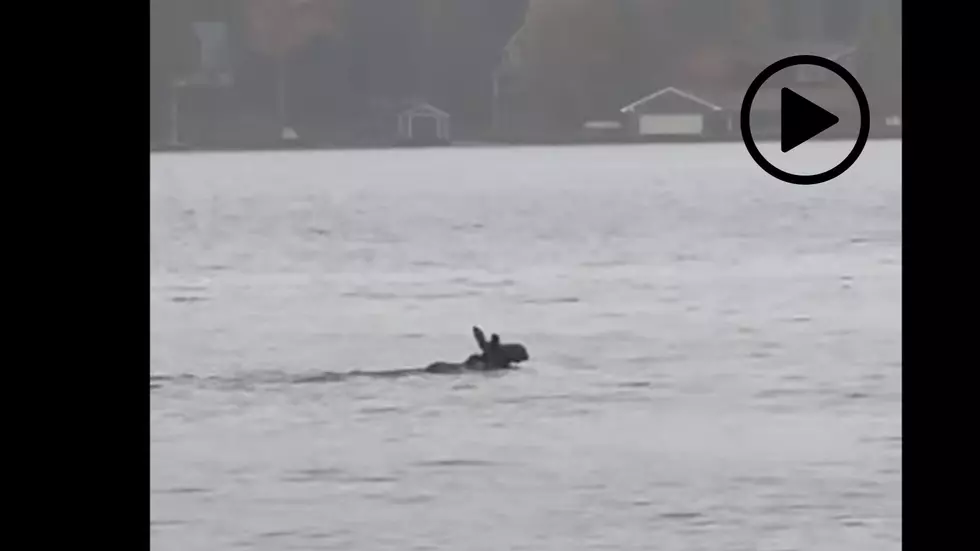 Rare Sight! Watch as an ADK Moose Goes for Swim in Upstate NY