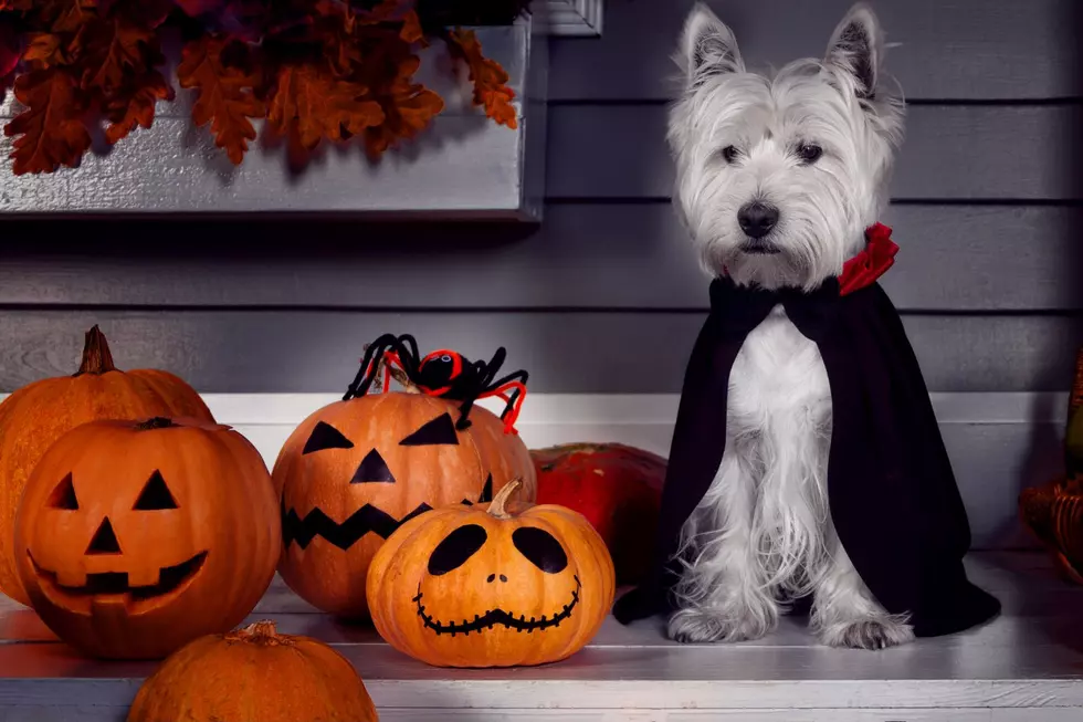 Here’s How To Keep Your Furry Friends Safe During Halloween
