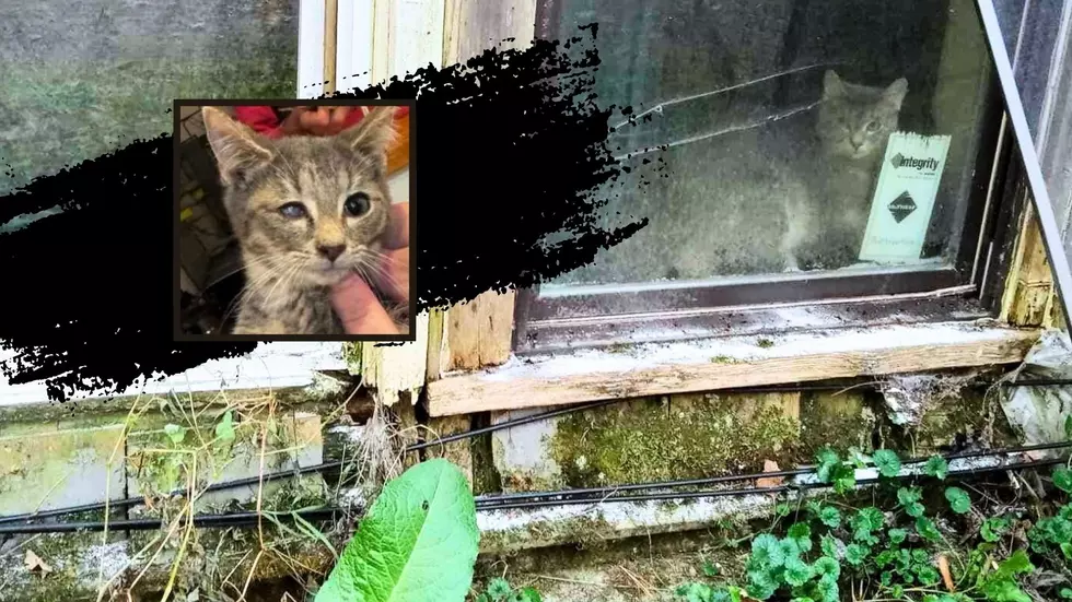 Two More Added to List of Animal Abusers in Upstate New York