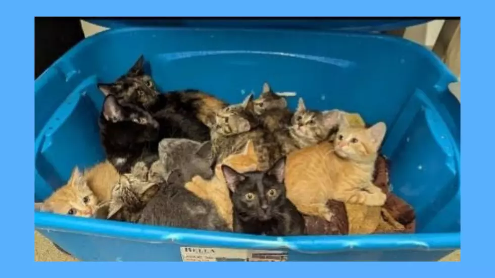 Upstate New York Shelter Found A Covered Tub Of Kittens