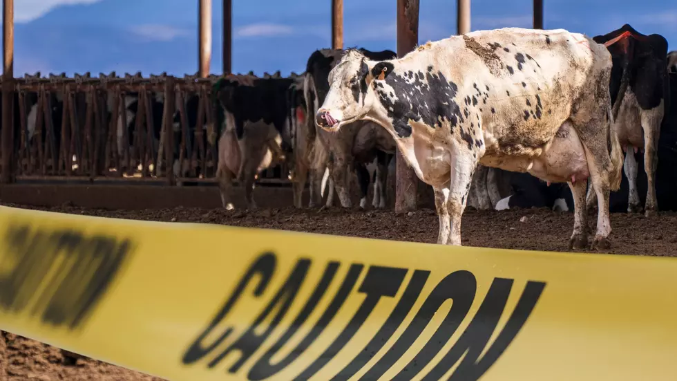 New York Man Accused Of Sexually Abusing Dairy Cow At Work
