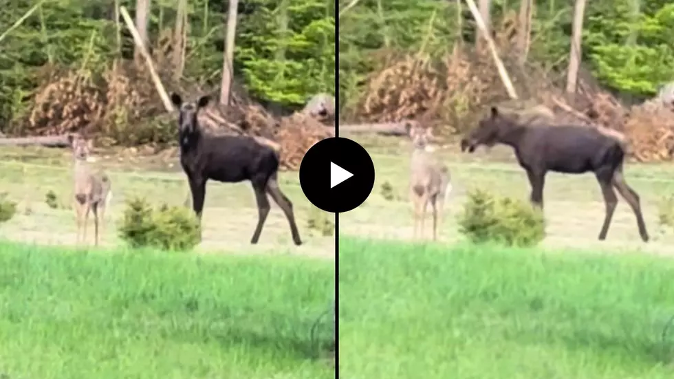 Cute Vid Shows Moose, Fawn Frolicking in Saratoga County