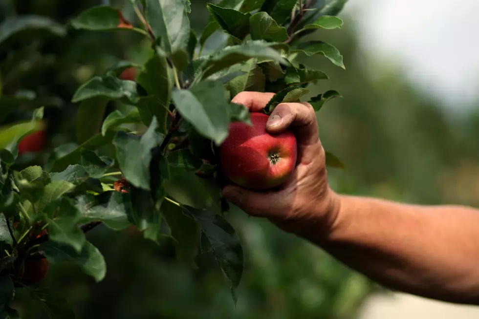 The Best Places For Fall Apple Picking In The New York Capital Region