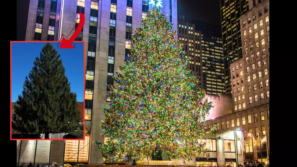 This Year’s Rockefeller Center Tree Is From the Capital Region