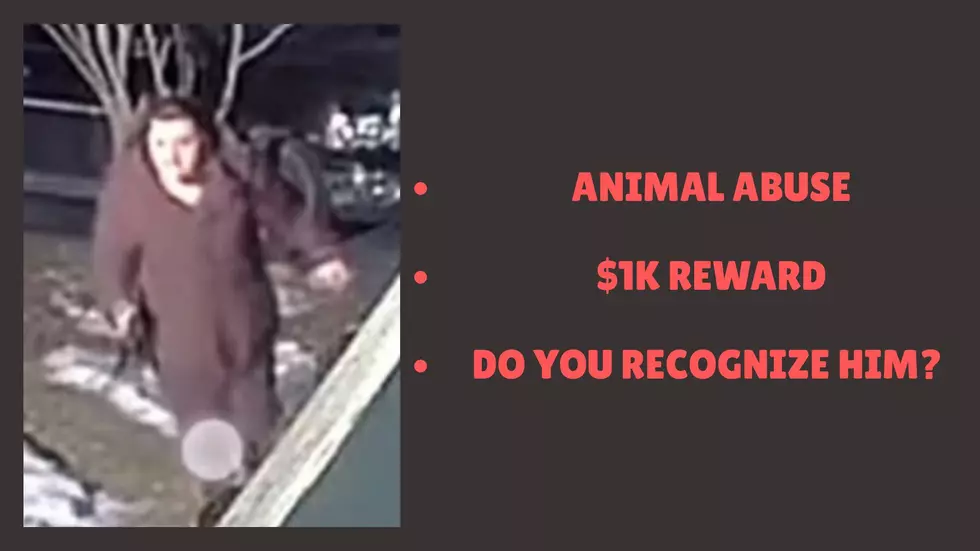 Schenectady Police Seek Public’s Help After Dog Beaten on Union Street