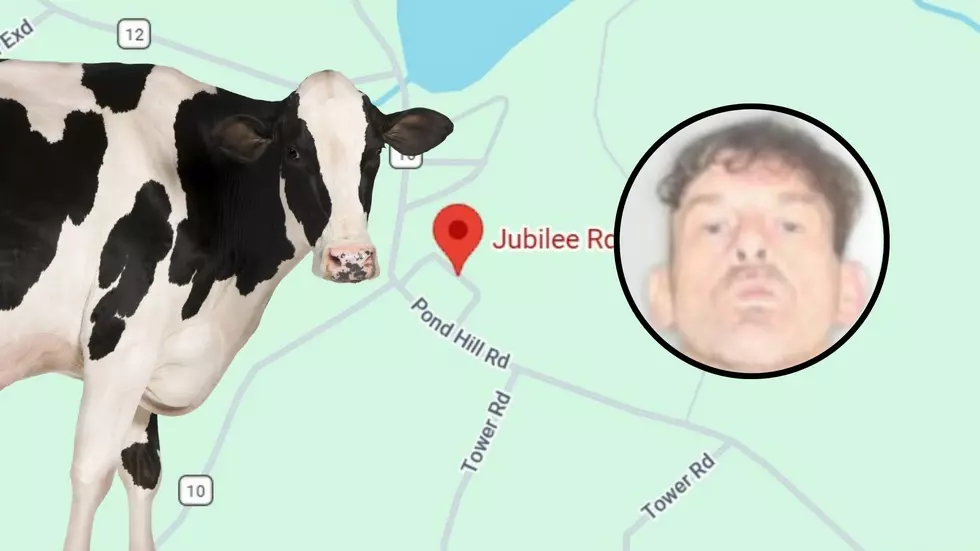 Waterford Man Arrested After Alleged Attack… While Dressed as a Cow