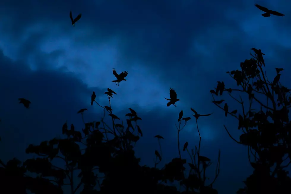 ‘Lights Out’ For New York State Birds