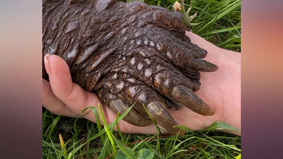 “This Photo Hurts”: Local Rescue Shares Final Moments of Beloved Turtle