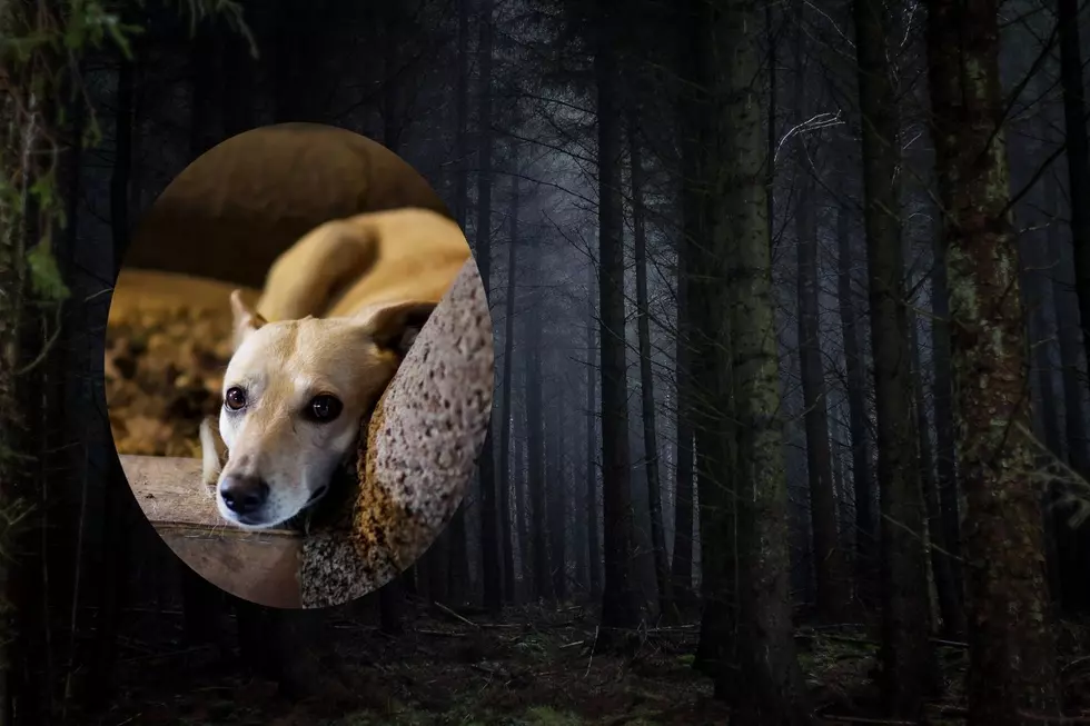 Abandoned Dog Tied To Saratoga Tree For Days; Who Is This Cruel??